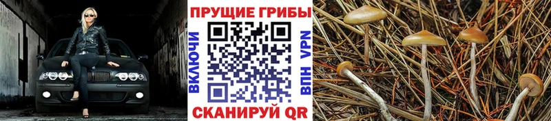 Галлюциногенные грибы MAGIC MUSHROOMS  Нытва 